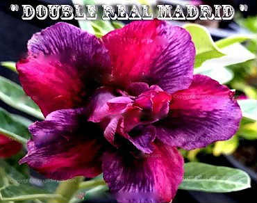 Adenium Obesum \'Double Real Madrid\' 5 Seeds